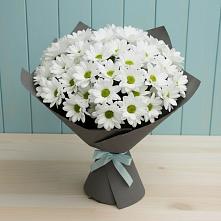 Букет цветов из:  Хризантемы #REPLACE_PRED# Молзино