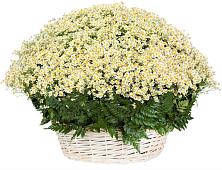Цветочная композиция из Ромашки в корзине #REPLACE_PRED# Молзино